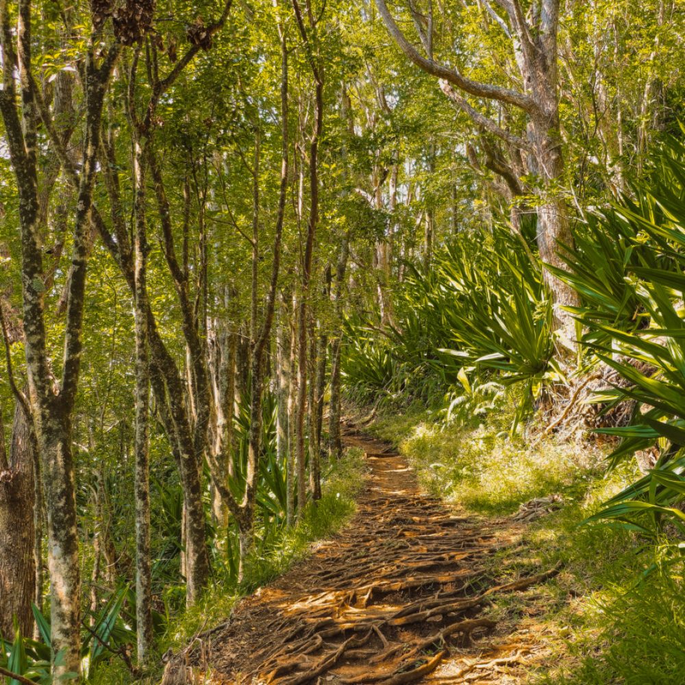 GR R2 ile de la reunion foret providence