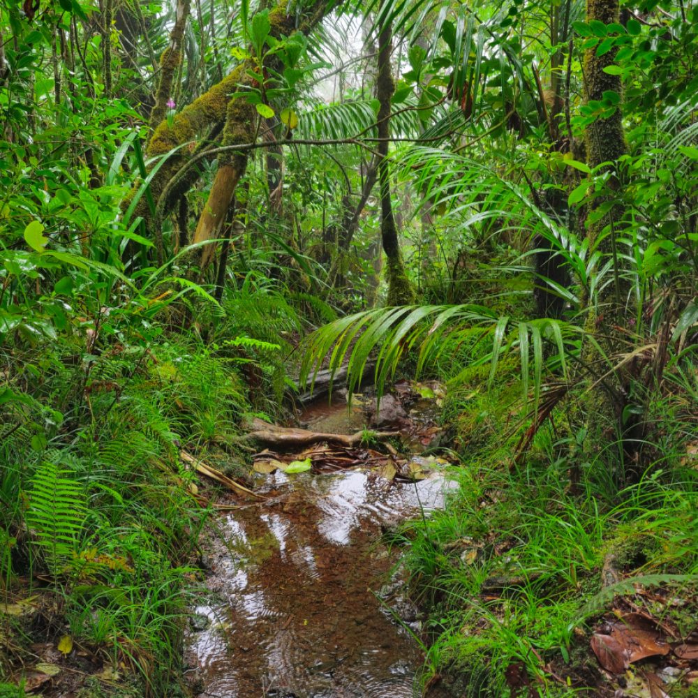 GR R2 ile de la reunion