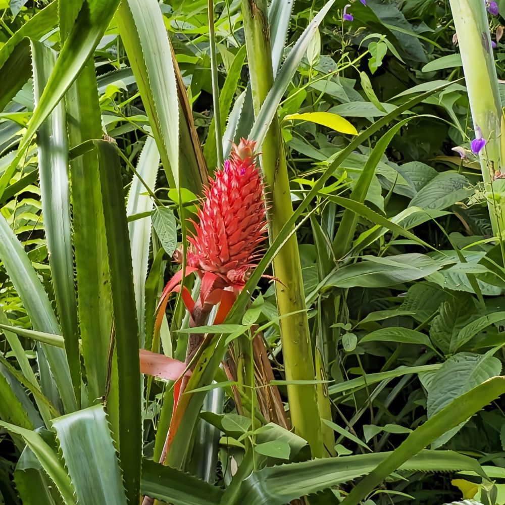 Ananas rouge Ile Reunion